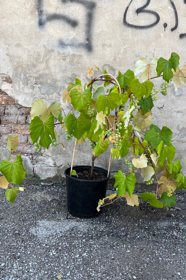 Vitis L 'concord seedless' shown in a #3 growers pot, lush green leaves on extending vines with grape clusters forming