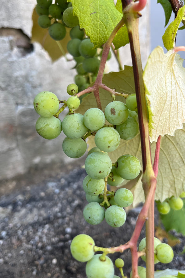 detail of Vitis L 'concord seedless' showing a cluster of green grapes ripening on a reddish vine with green leaves, shown late July