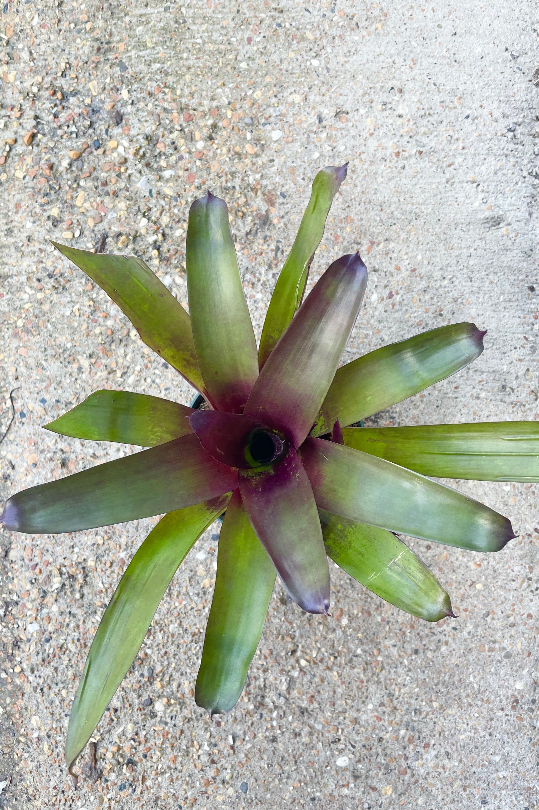 Top view of Vriesea plant with upright green and burgundy leaves in a starburst shape against cement background ©Sprout Home