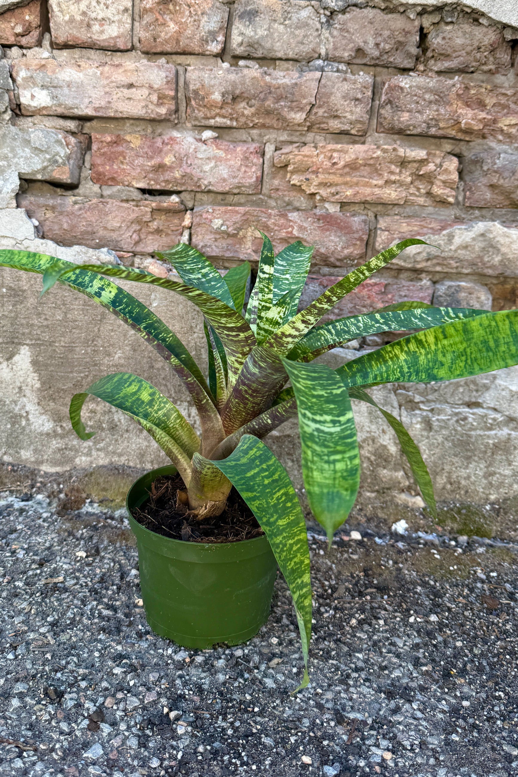 Vriesea (assorted) 6"plant in front of a stone wall ©Sprout Home
