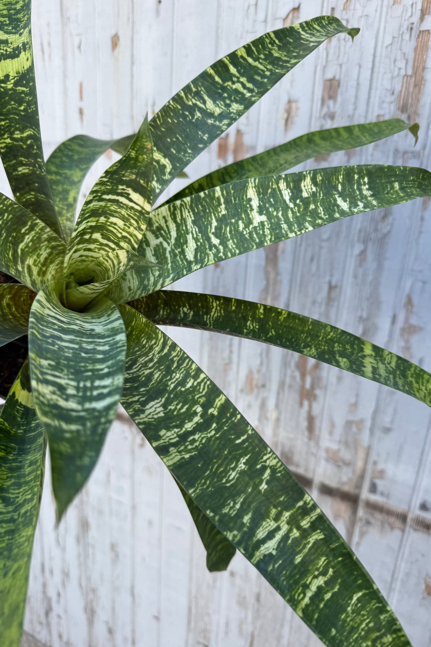Vriesea being held in hand and shown from the center top.  ©Sprout Home