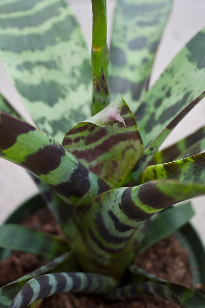 Close-up of a Vriesea splendens plant with green and purple striped leaves. ©Sprout Home