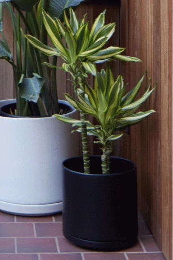 Black LBE Design Solid Goods planter and saucer planted with a Draceana plant next to a white Solid Goods planter and saucer. 