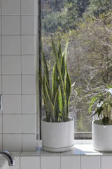 LBE Design white solid goods cylinder and saucer planted with a SnakePlant in a white tiled room with a picture window.