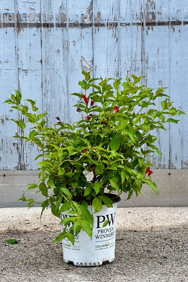 Weigela Sonic Bloom mid June with red flowers in a #2 growers pot