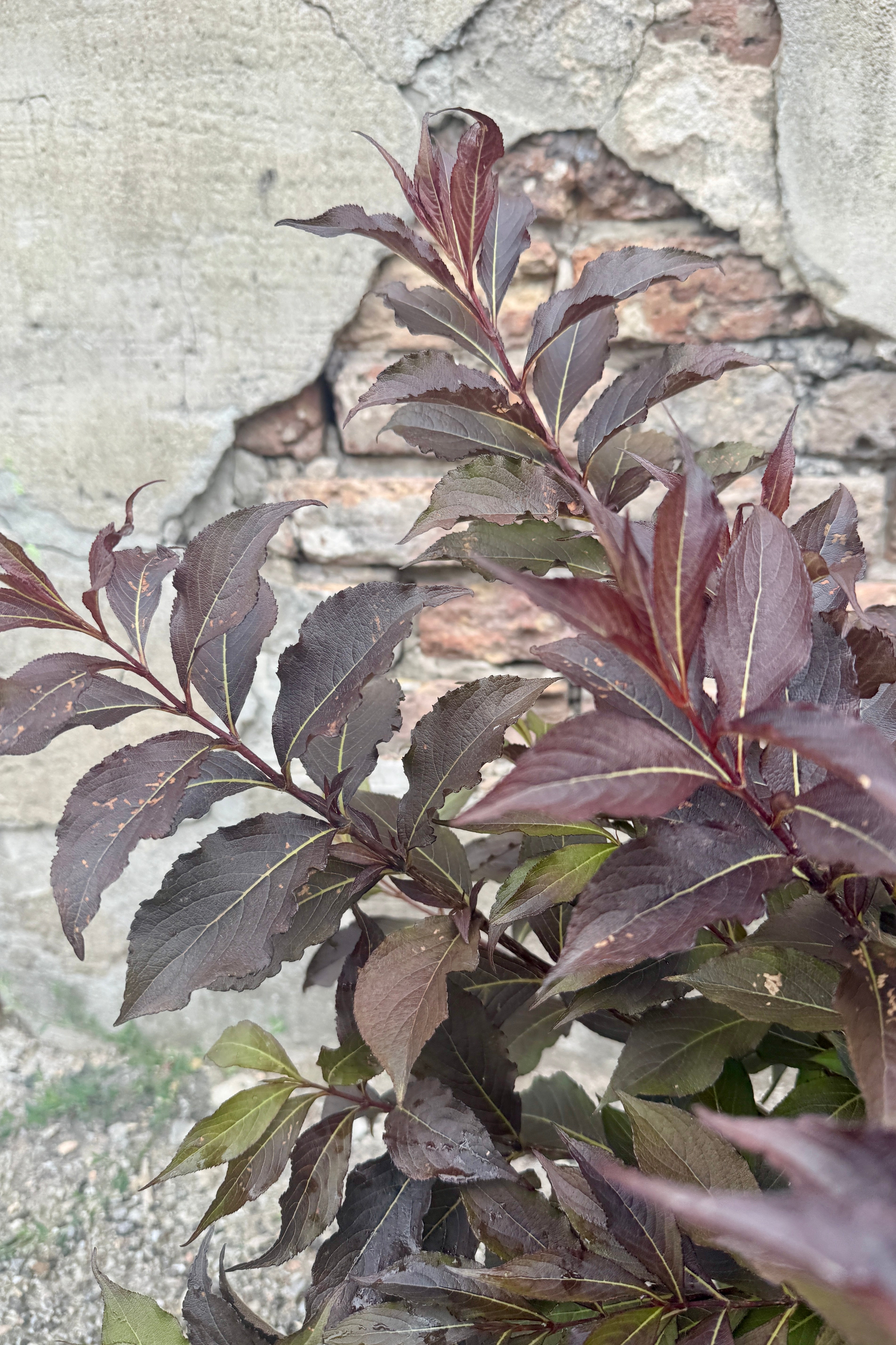 Weigela florida 'Spilled Wine' #2