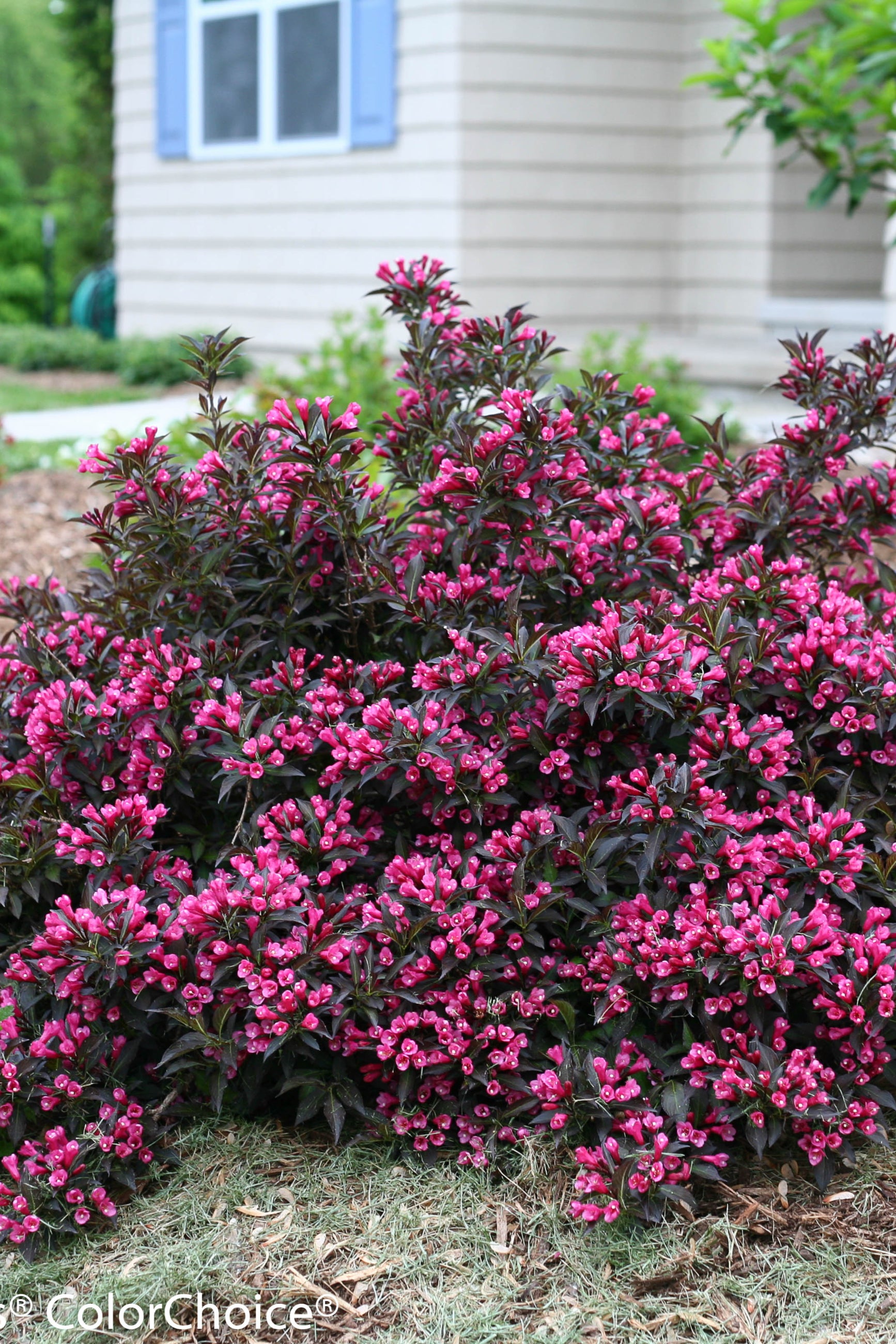 Weigela florida 'Spilled Wine' shrub in bloom and mature in the landscape.  ©Proven Winner Color Choice - Bailey Nurseries