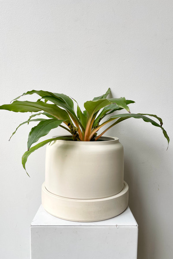 The self watering Wide Wick planter pictured on top of a white pedestal .