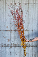 Photo of a hand holing a bunch of curly willow in front of a gray wall. The branches show a gradient of color from golden yellow at the base to coppery orange toward the tips.