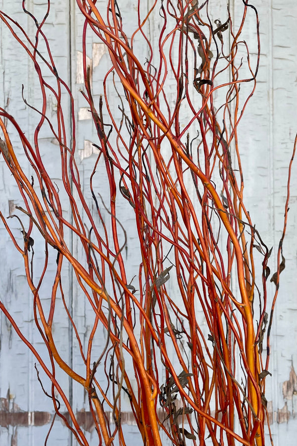 A close photo of curly willow branches in front of a gray wall. The branches are leafless and show a gradient of color including copper, orange, amber and golden yellow.