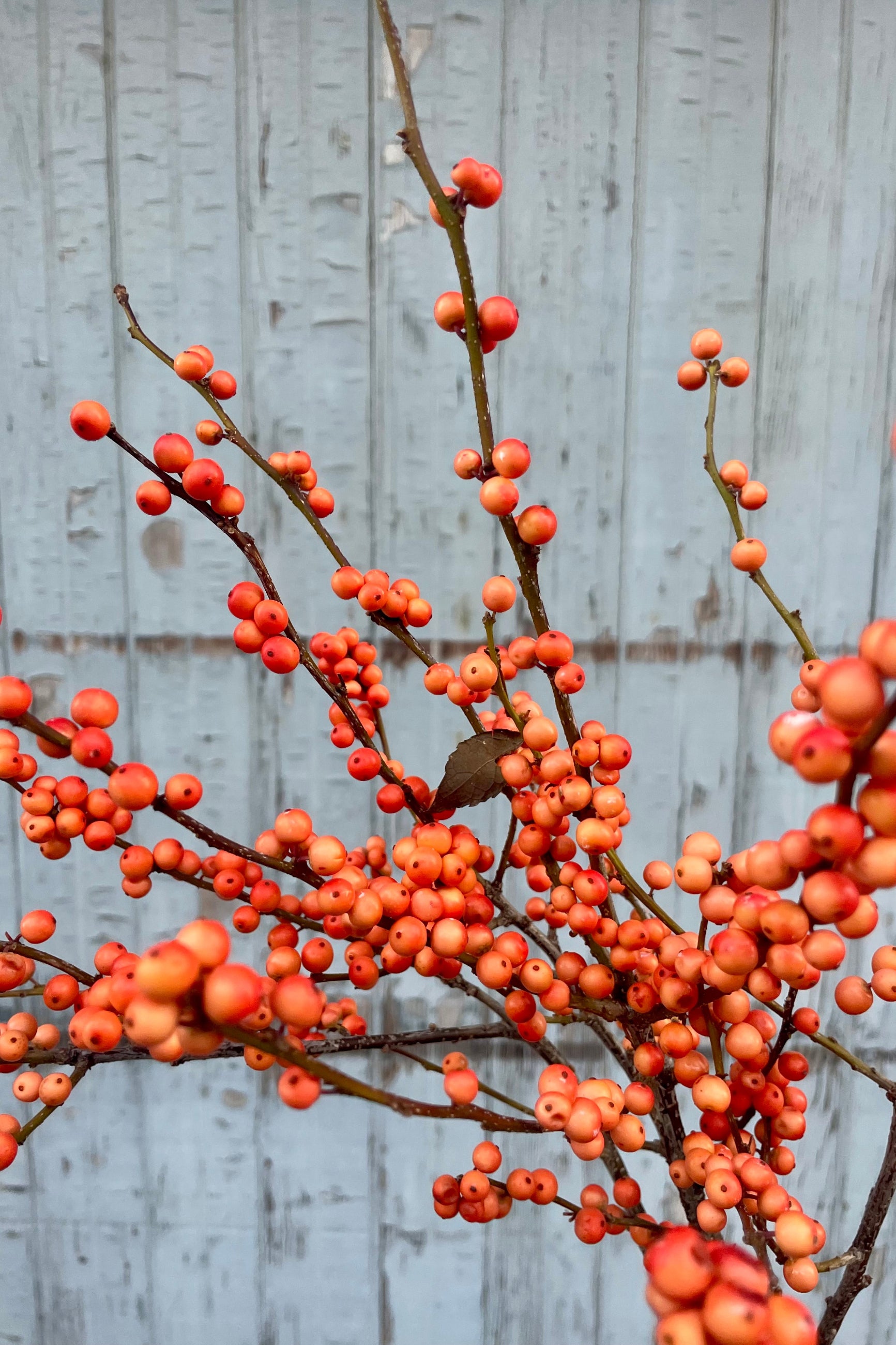 detail picture of orange winterberry branches showing the coral colored berries. ©Sprout Home