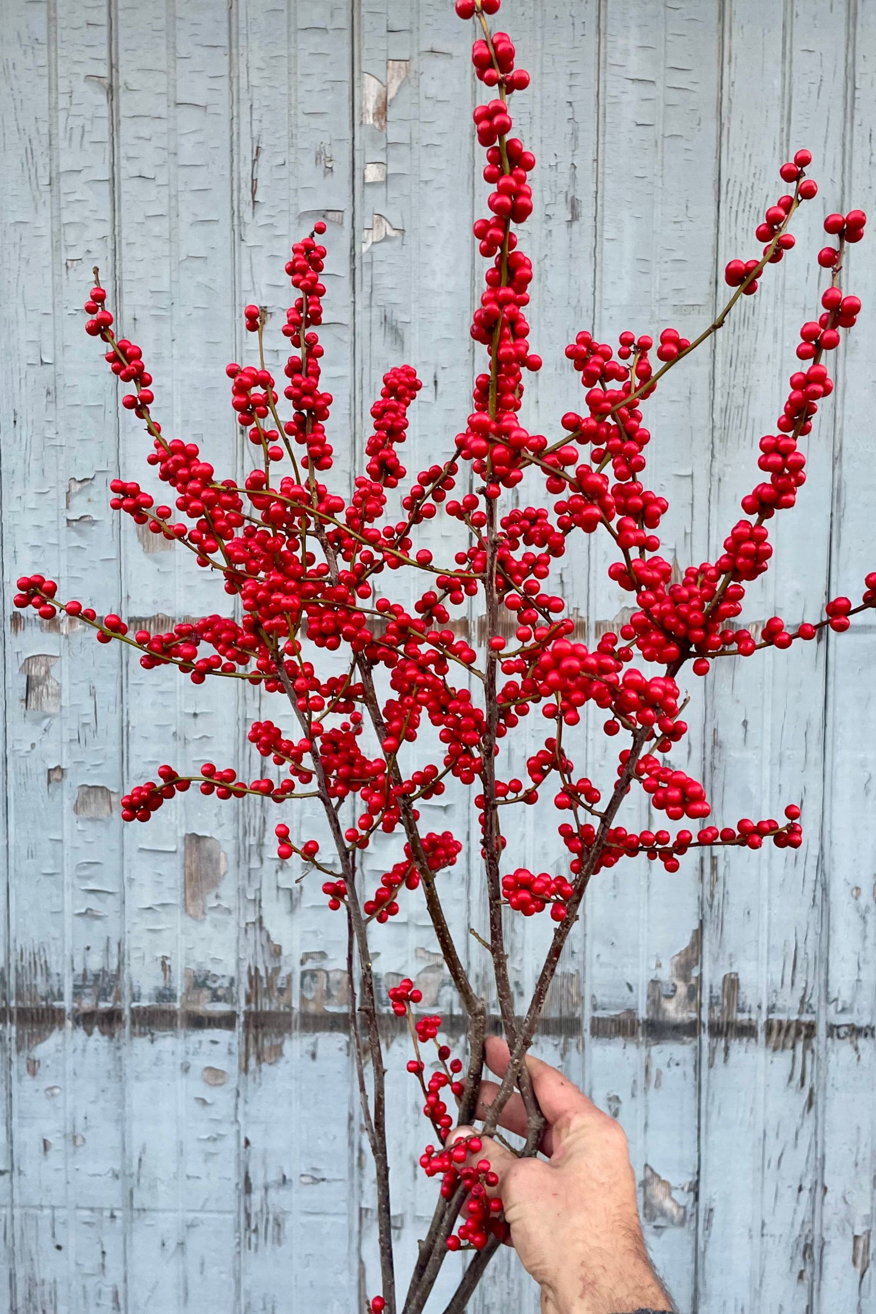 A hand holding Red winterberry branches with bright red berries against a grey wall.  ©Sprout Home