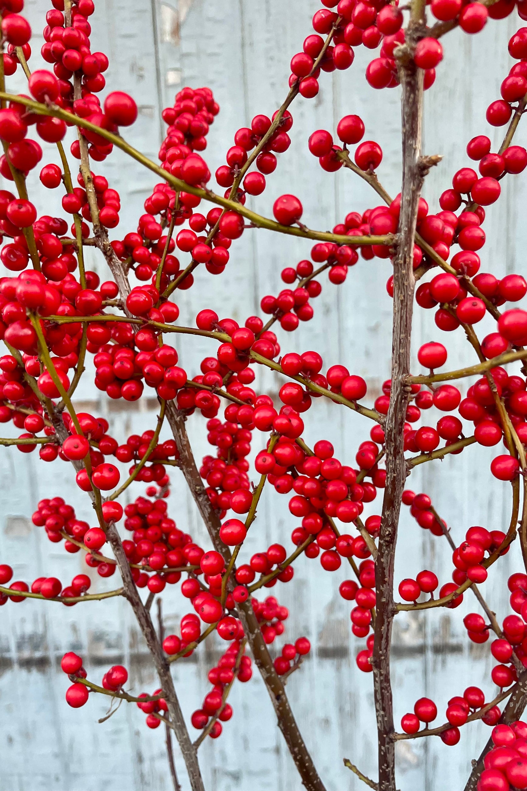 Red winterberry bunch against a grey wall.  ©Sprout Home