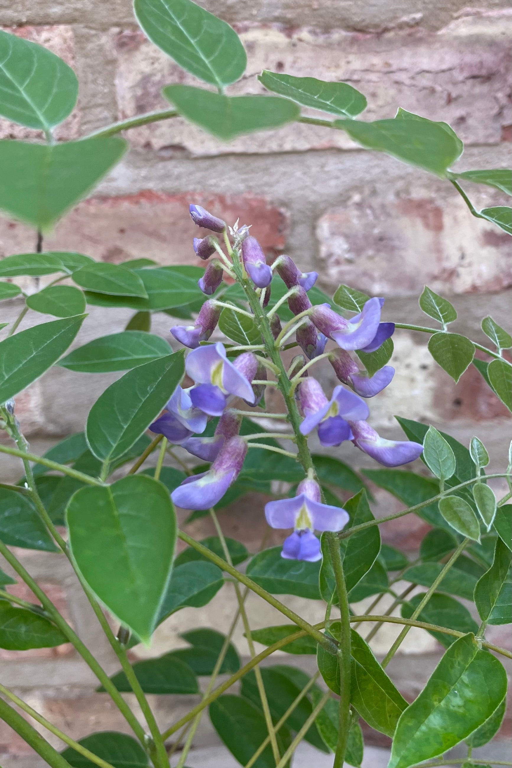 Wisteria 'Blue Moon' the beginning of June showing a detail picture of the blue purple flowers. ©Sprout Home