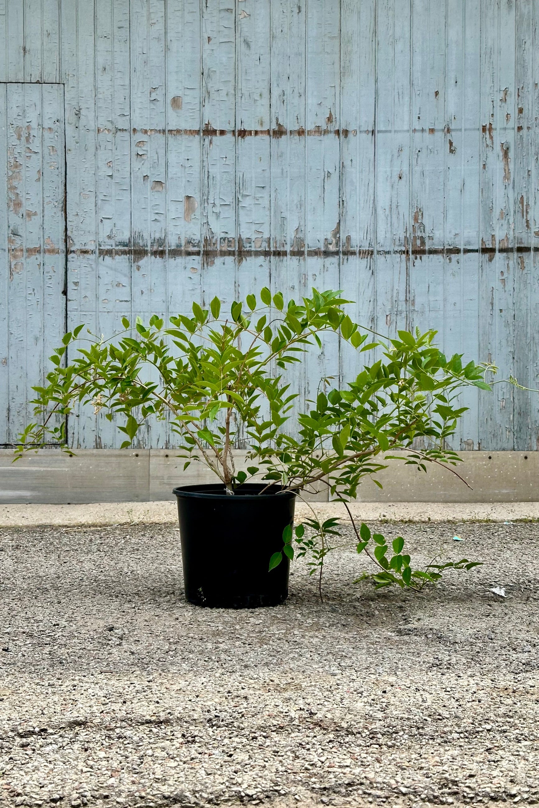 Wisteria 'Blue Moon' in June after flowering in a #3 growers pot.  ©Sprout Home
