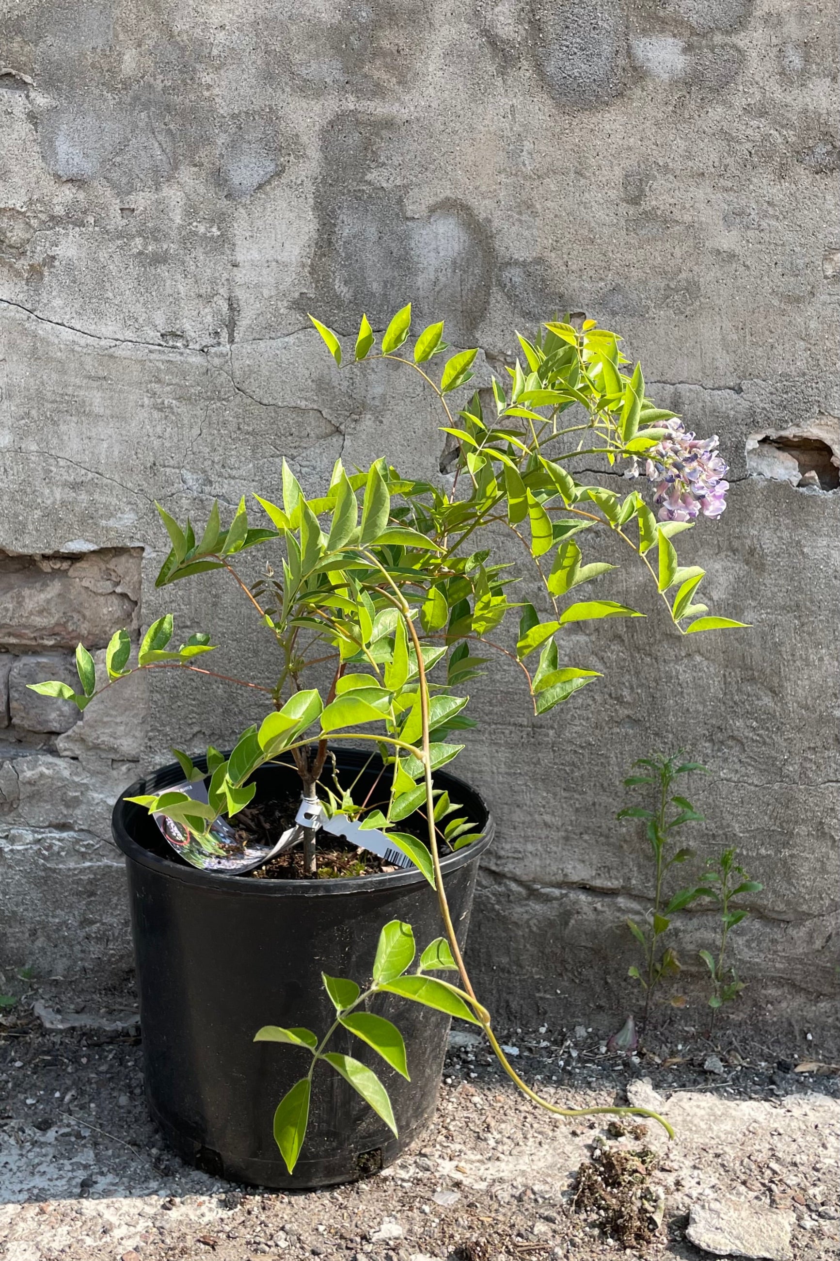 Wisteria 'Blue Moon' in a #3 growers pot the beginning of June with its delicate looking dangling flowers hanging from the green stems. ©Sprout Home