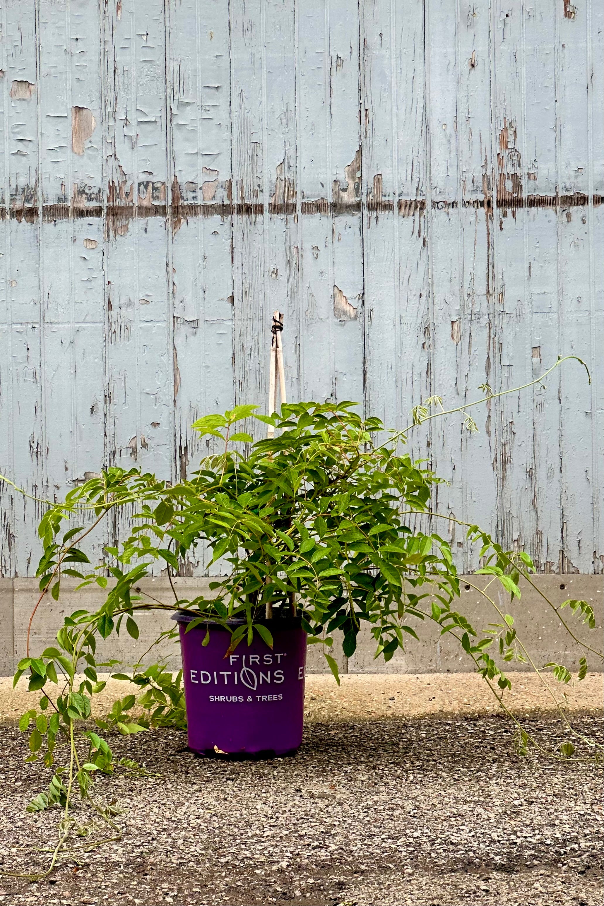 Wisteria 'Summer Cascade' in a #2 growers pot after bloom the end of June