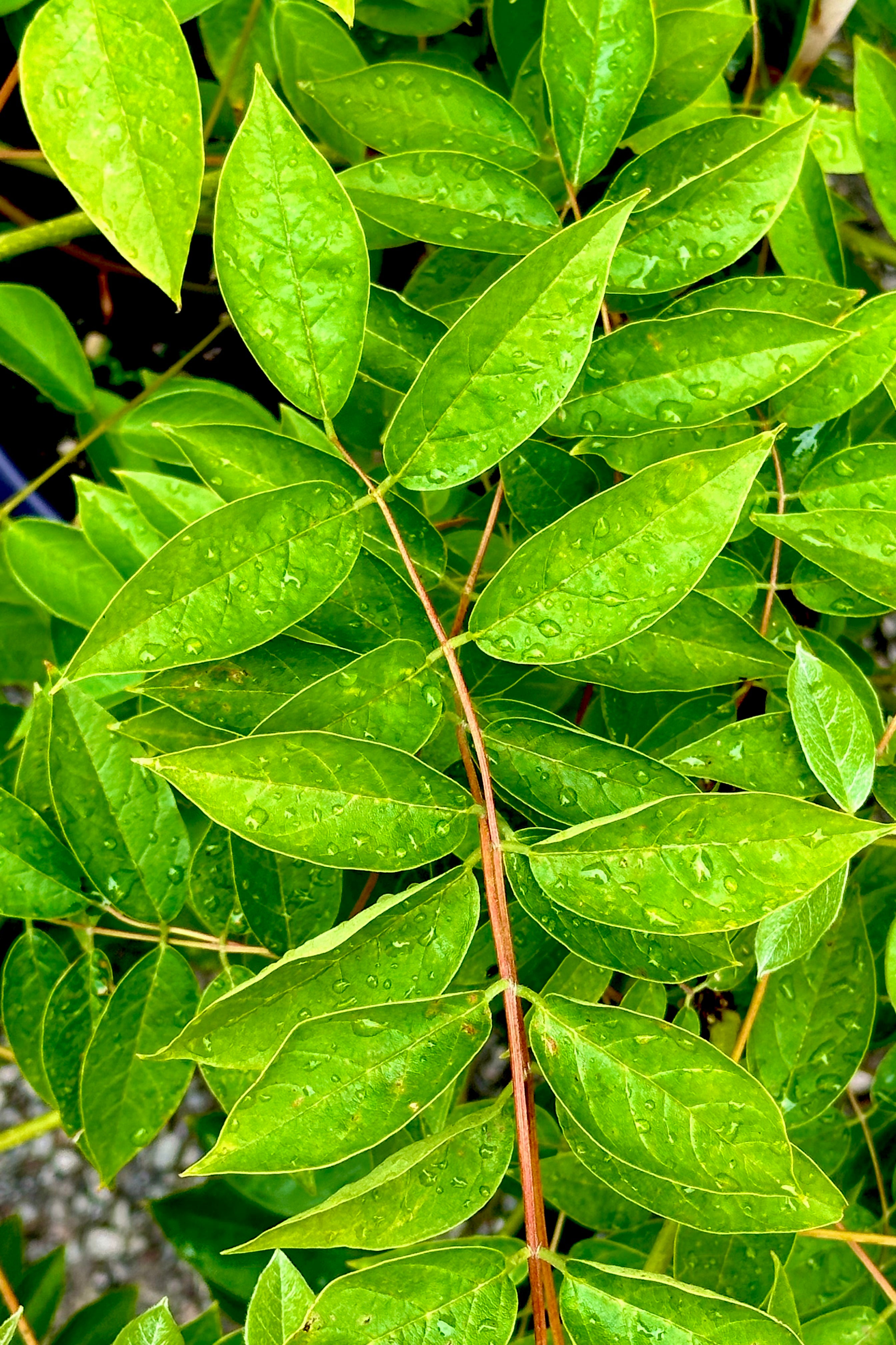 detail image of the green leaves with water droplets of the Wisteria 'Summer Cascade' vine. 