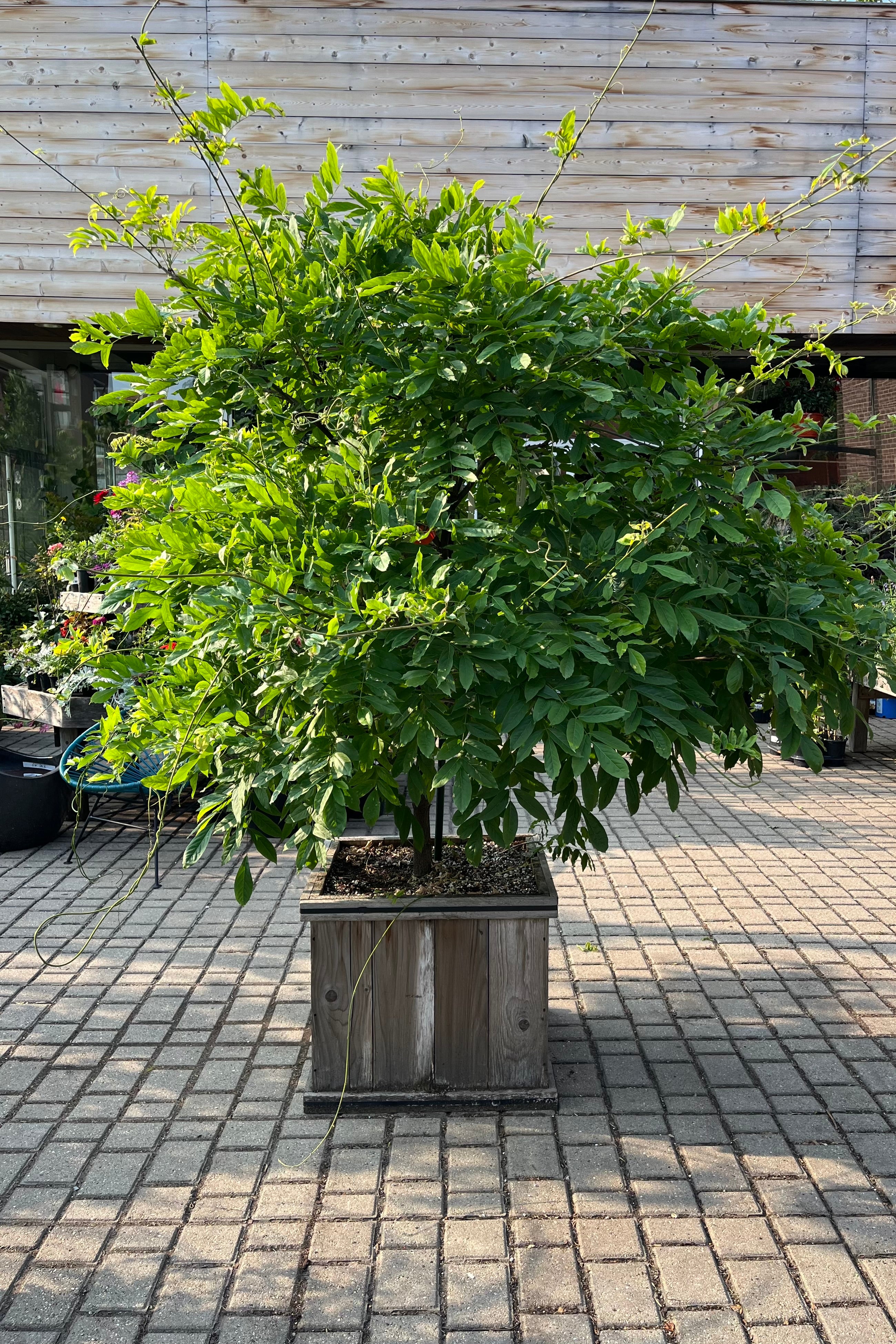 Wisteria 'Honbeni' in a cedar box the middle / end of June after boom and filling out