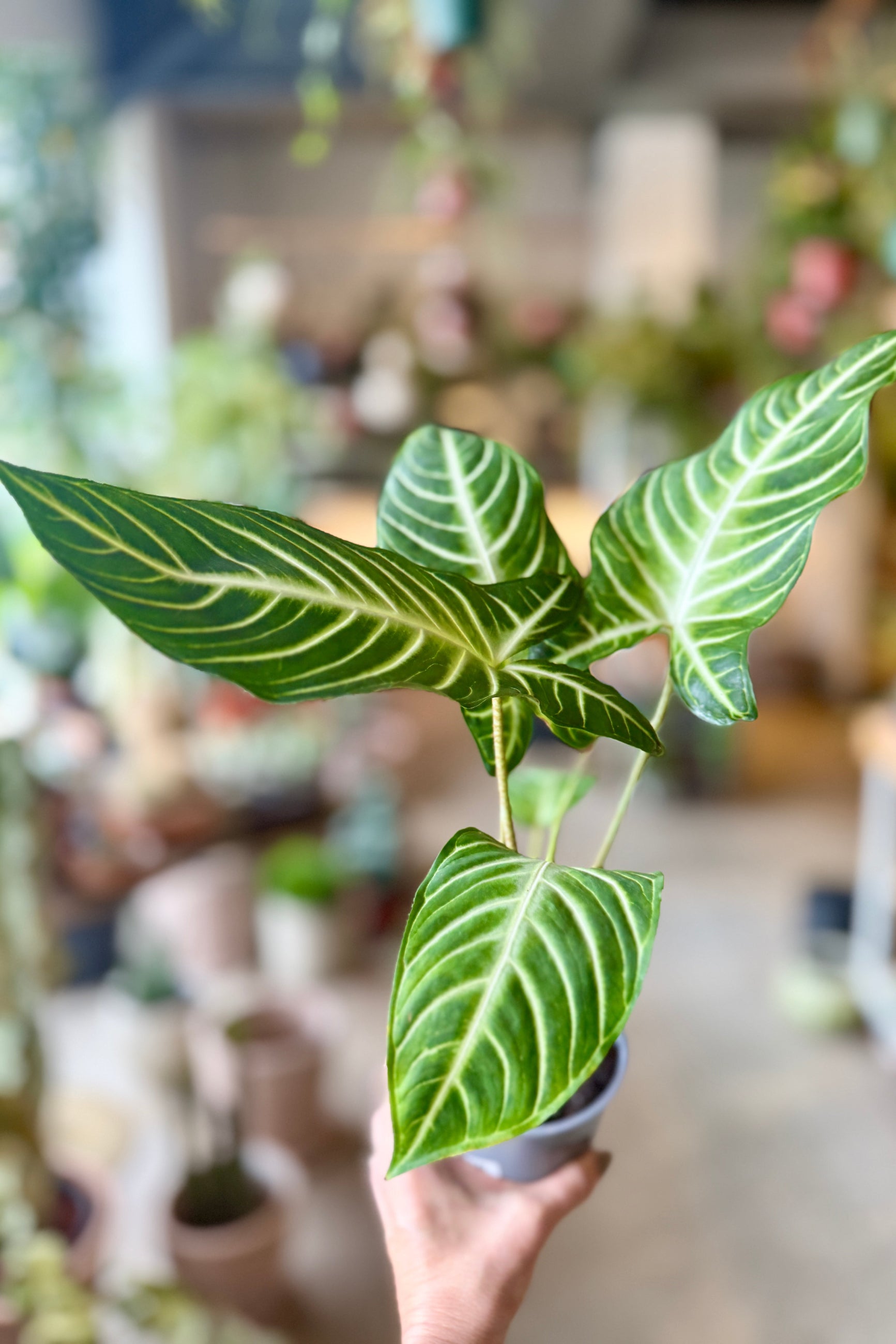 Hand holding a potted Caldium 'Magnificum' plant with green and white leaves in an indoor setting ©Sprout Home