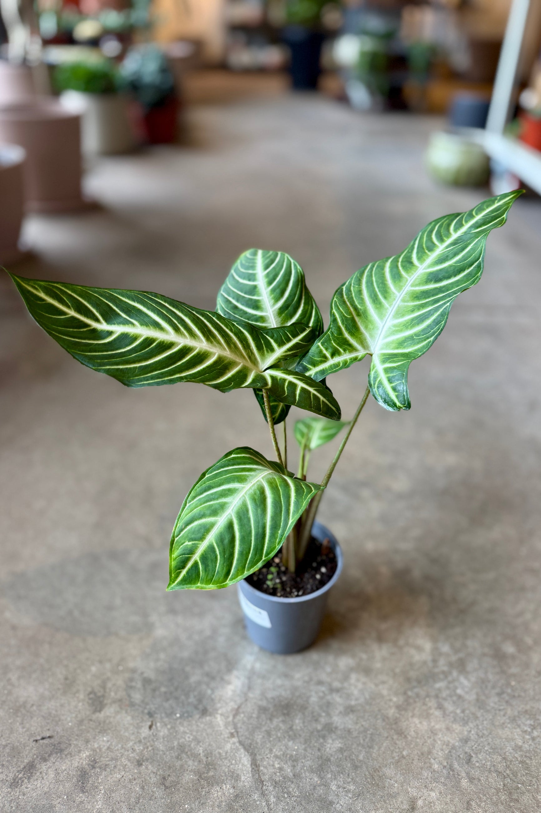 Potted Caladium 'Magnificum' plant with green and white striped leaves in a 5" growers pot on a concrete floor ©Sprout Home