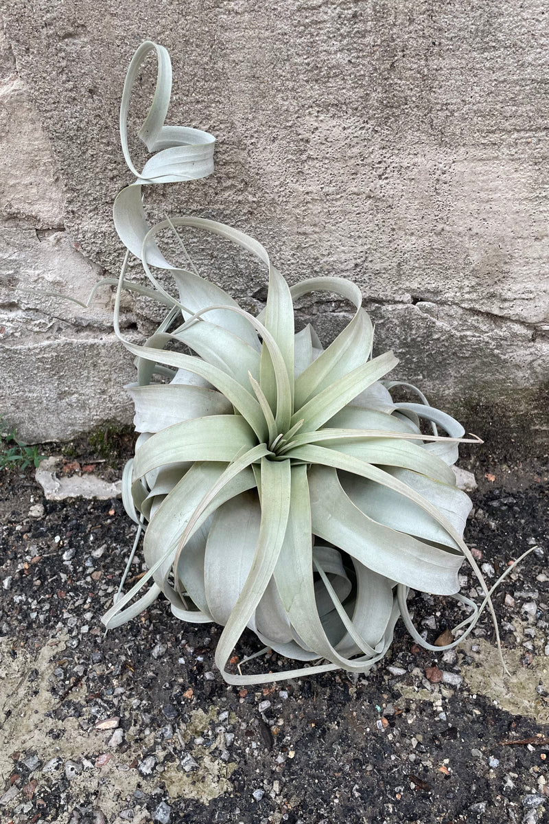 Xerographica Extra Large Tillandsia laying on the ground against a concrete wall. 
