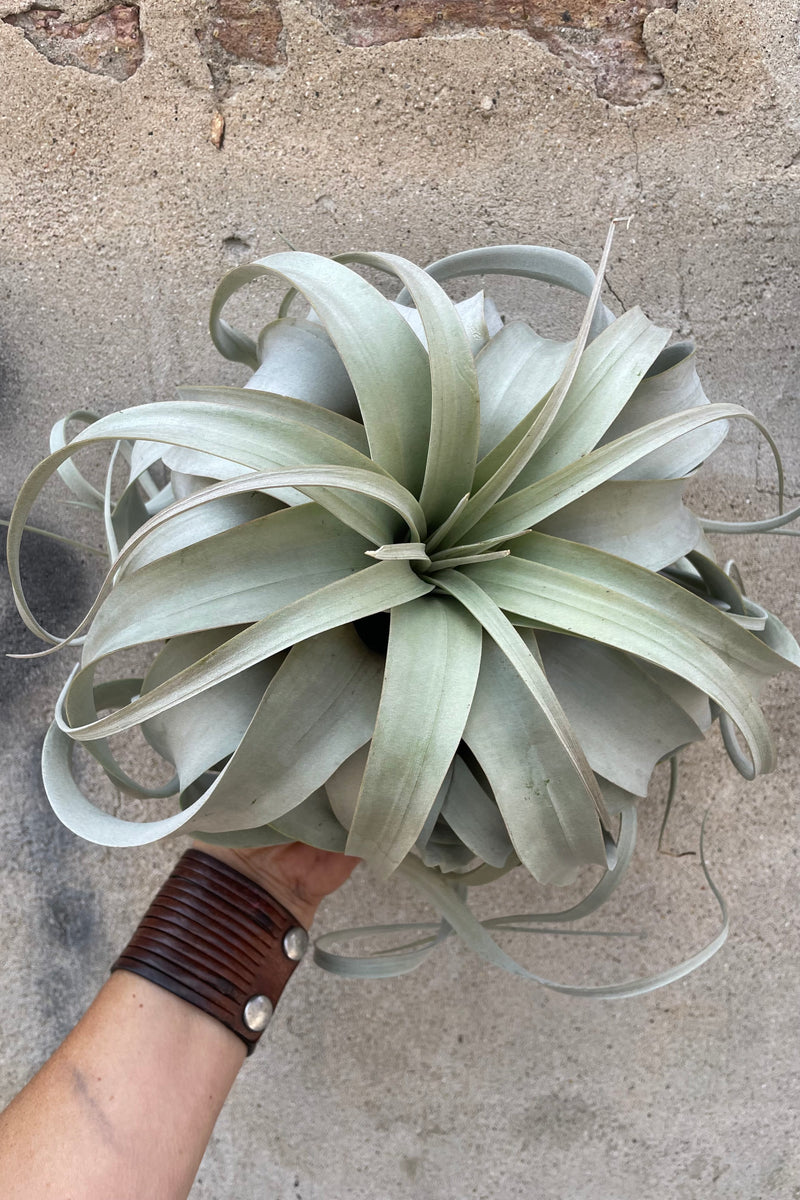 Xerographica Extra Large being held in hand against a concrete wall