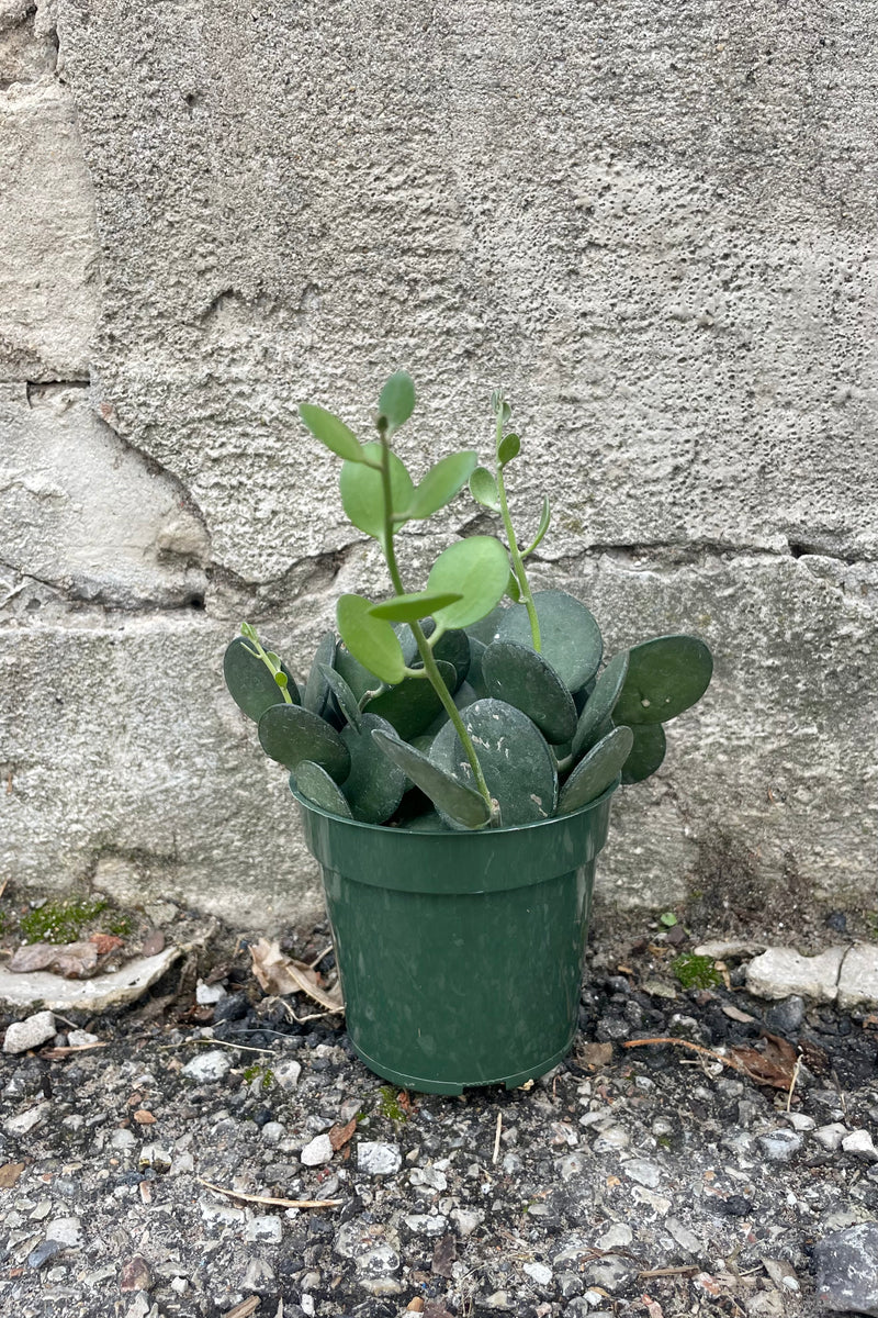 Photo of a Xerosicyos danguyi succulent houseplant in a green pot against a cement wall.
