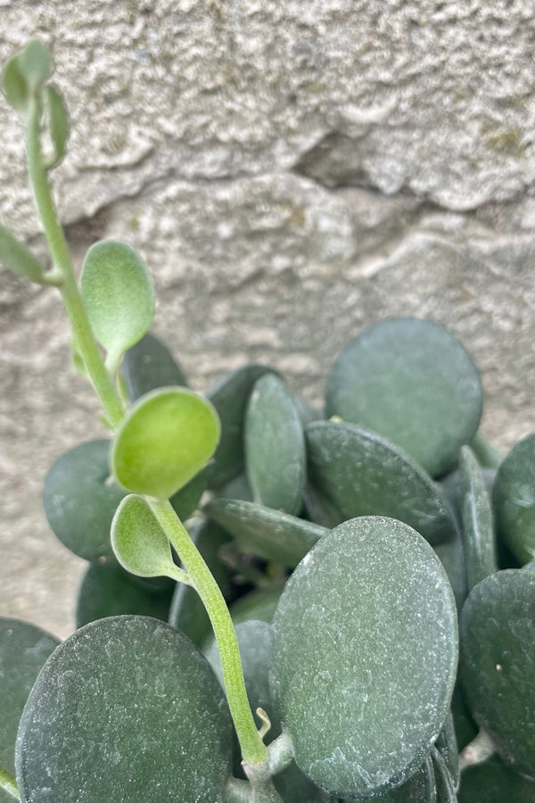 Close photo of round, dark green leaves and bright green new vine of Xerosicyos danguyi houseplant against a cement wall.