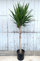 A full view of Yucca gigantea cutback 12" in gallon pot against wooden backdrop