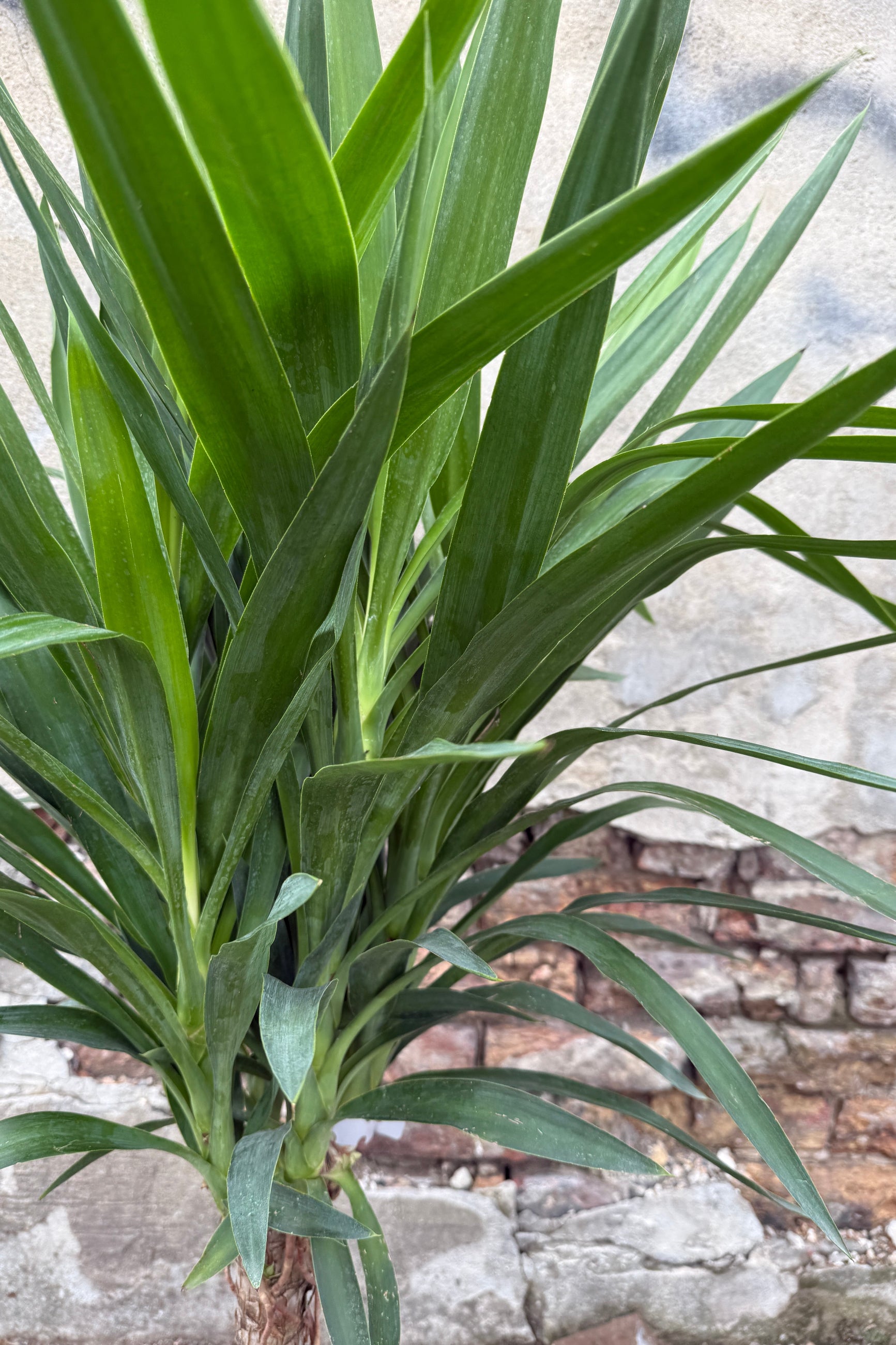 Yucca gigantea leaves up close against concrete and brick ©Sprout Home