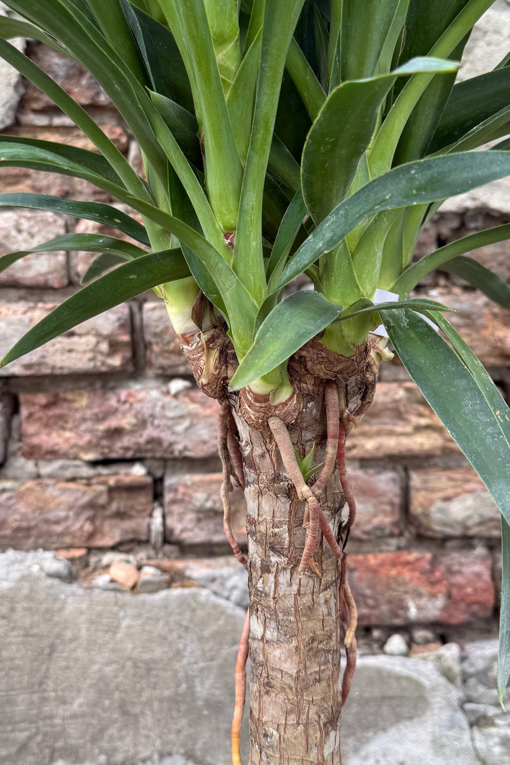 Yucca gigantea plant showing the main stalk connecting to the leaves ©Sprout Home