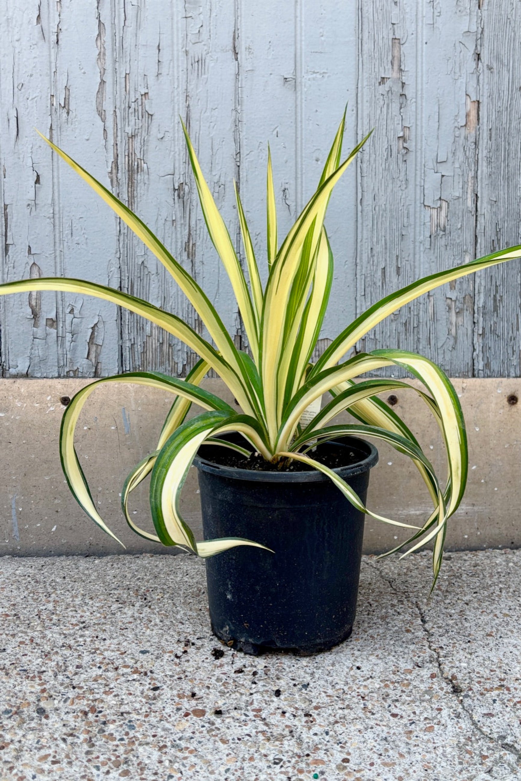Yucca f. 'Color Guard' in a #1 growers pot in July against a wood wall ©Sprout Home