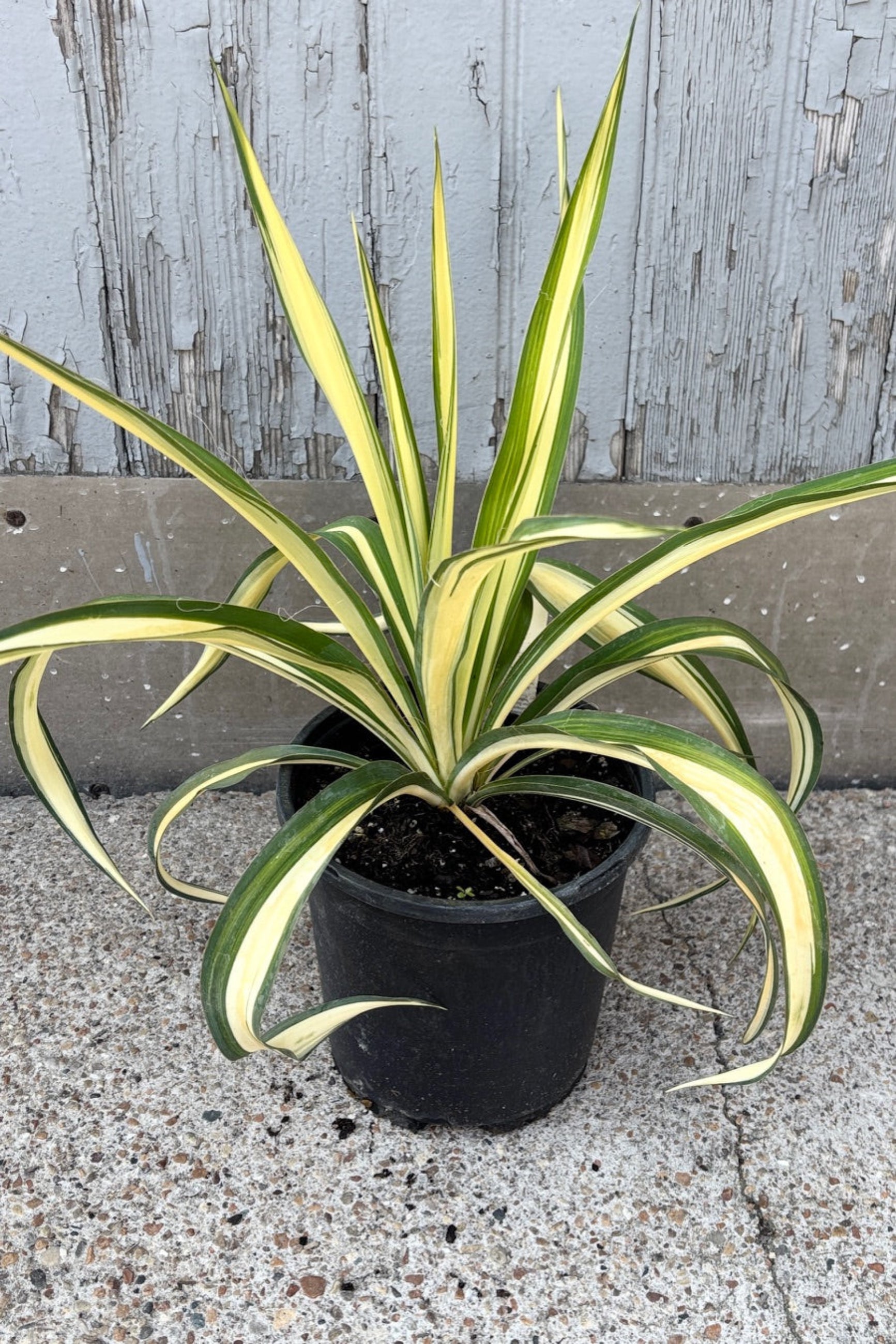 Yucca f. 'Color Guard' in a #1 growers pot in July against a wood wall ©Sprout Home
