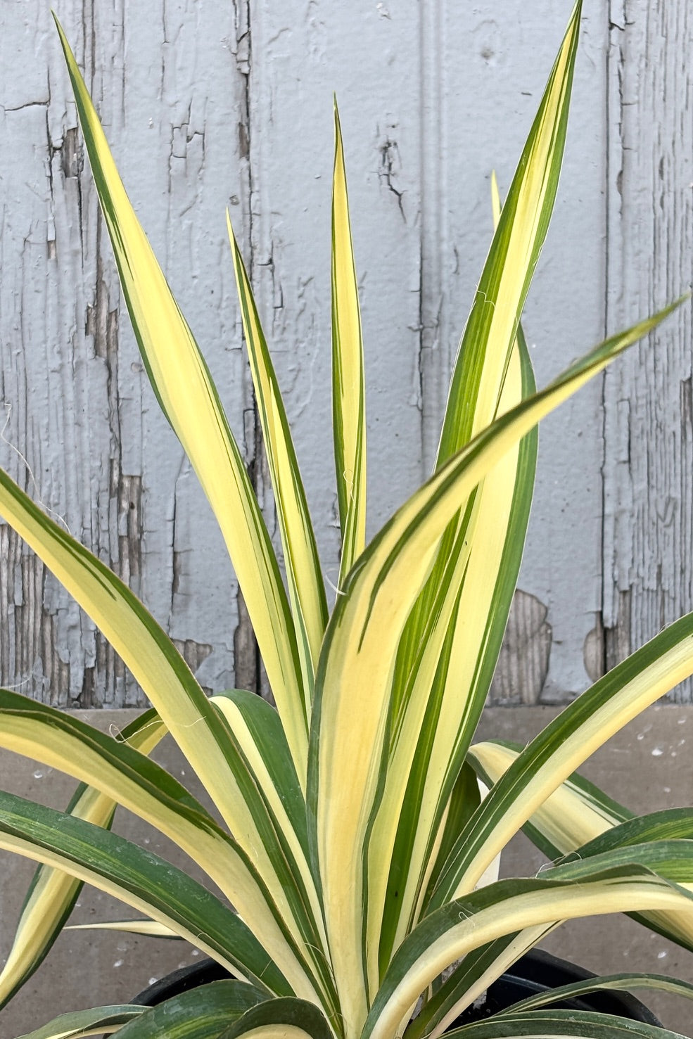 Yucca f. 'Color Guard' in a #1 growers pot in July against a wood wall ©Sprout Home