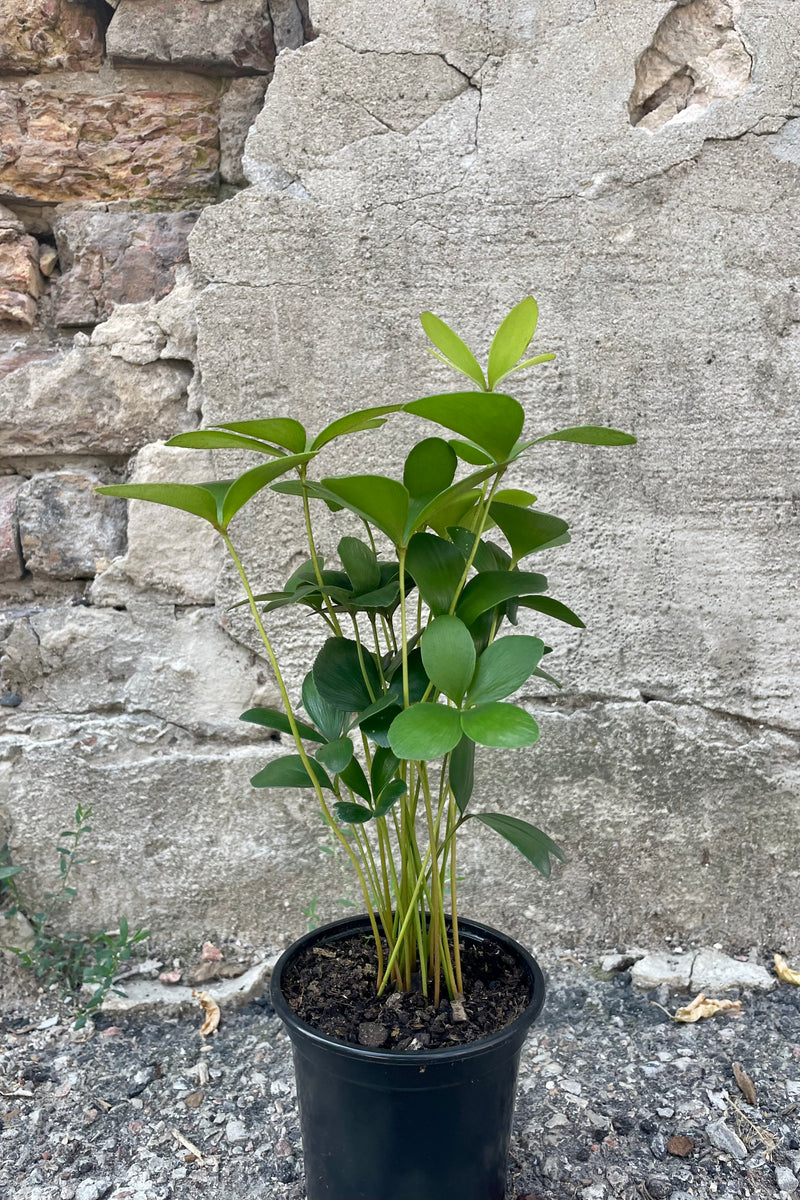 Photo of a Zamia furfuracea cardboard palm plant in a black pot against a concrete wall.