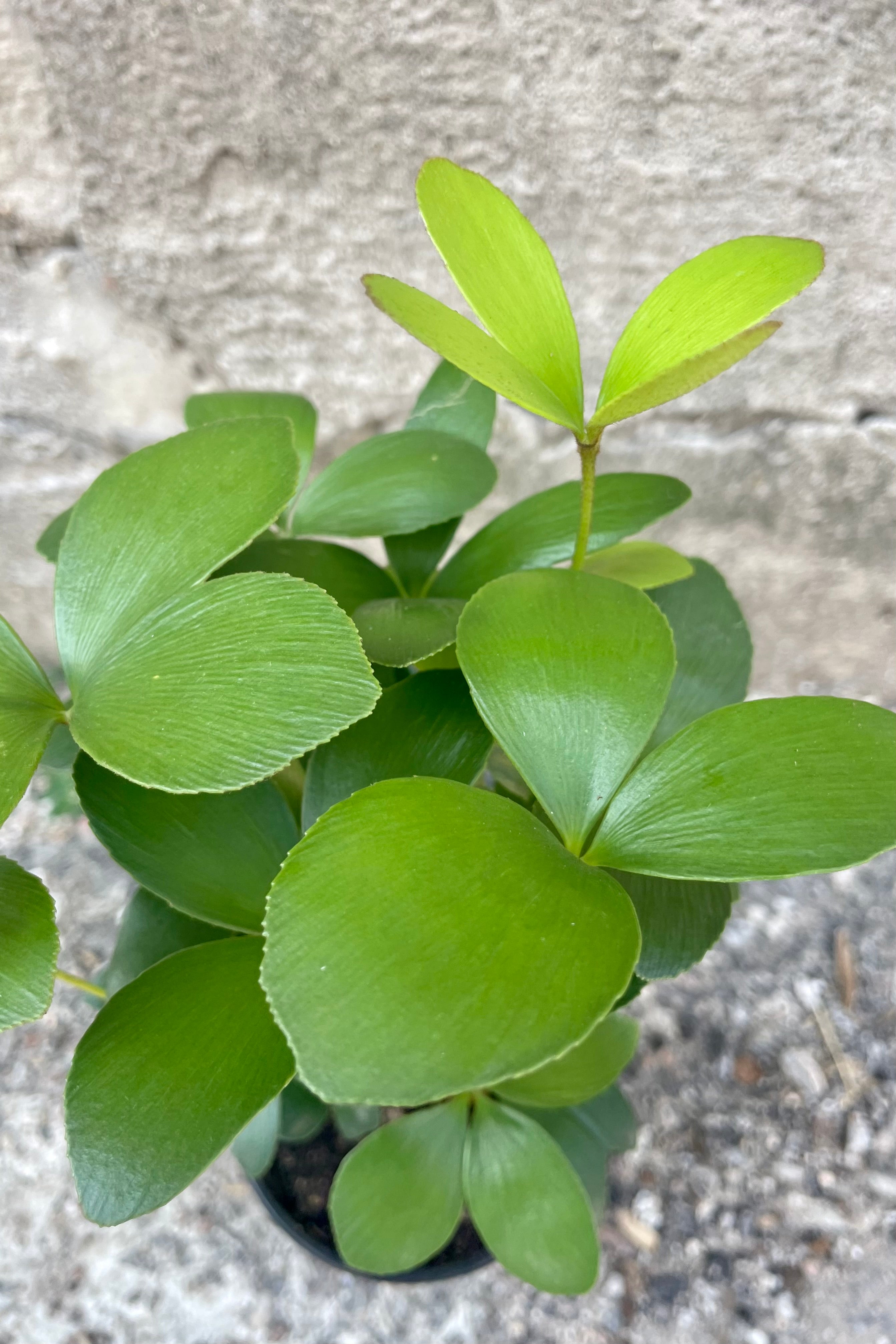 Close photo of bright green stiff leaves of Zamia furfuracea cardboard palm plant against a concrete wall.