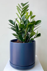Zamio, ZZ plant, in a blue pot against a white wall. 