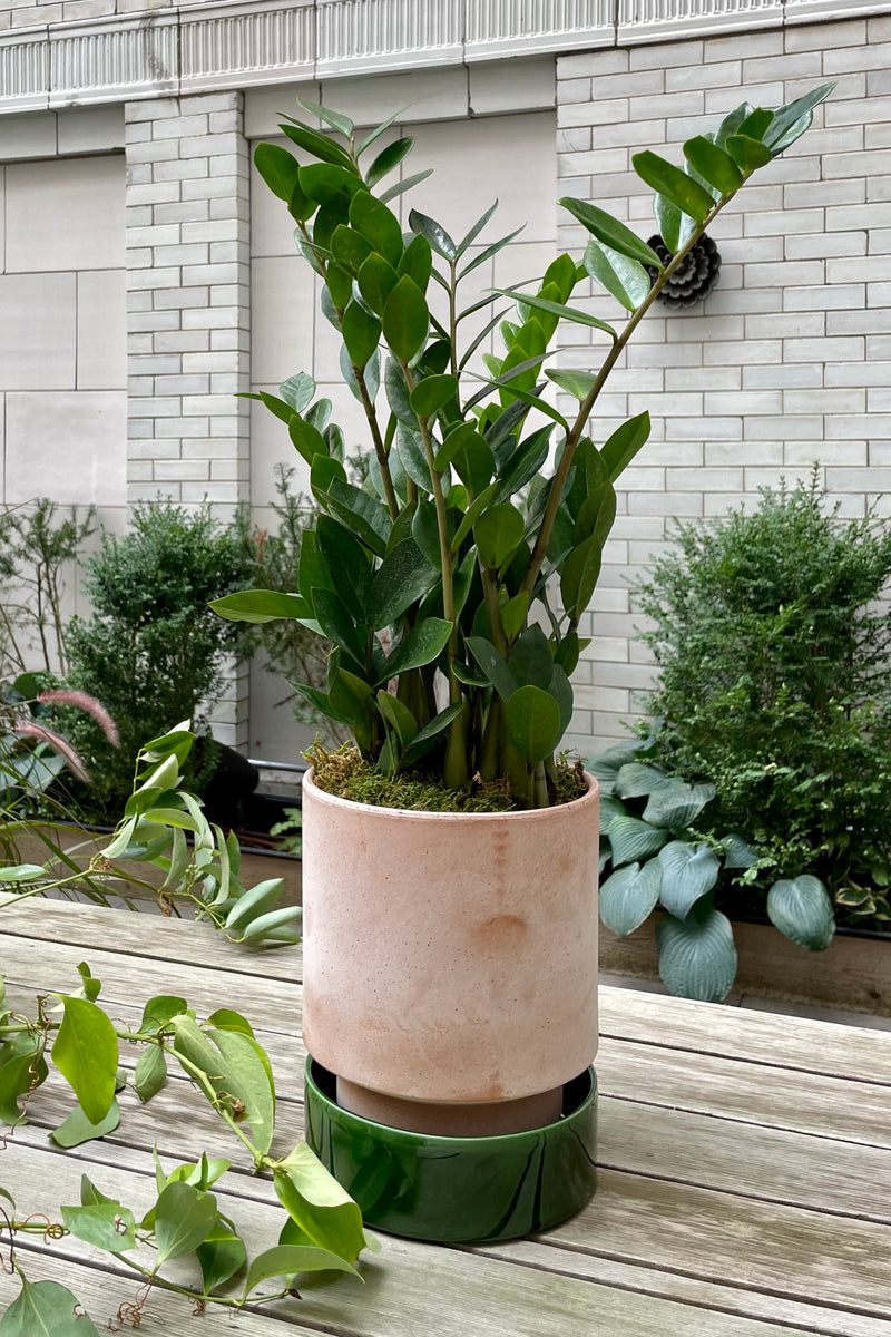 A Rosa Hoff pot with Emerald Saucer potted with a ZZ plant and sitting on a wood bench outside with plants in the background. 