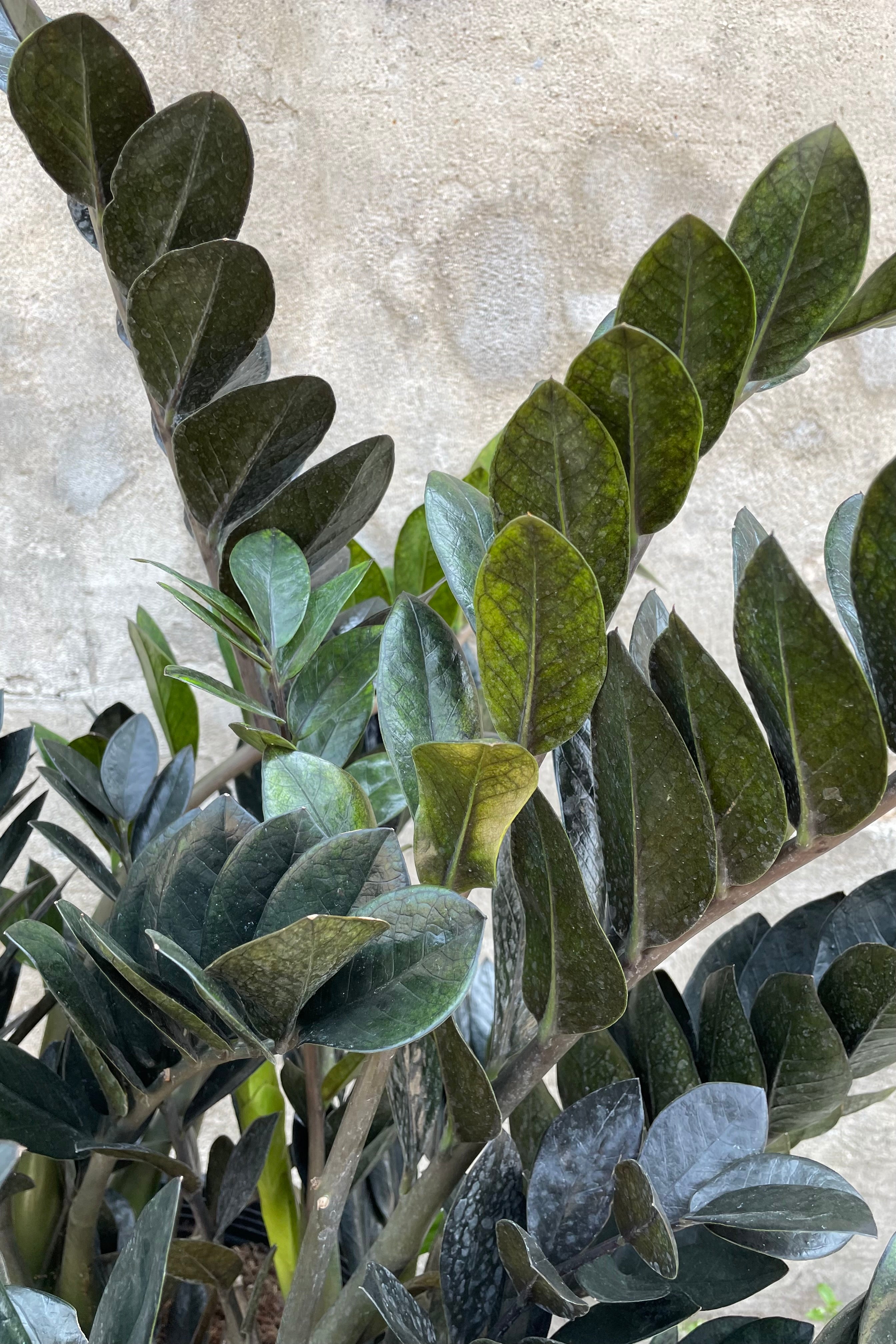 A detailed view of Zamioculcas zamiifolia 'Raven' 14" against concrete backdrop