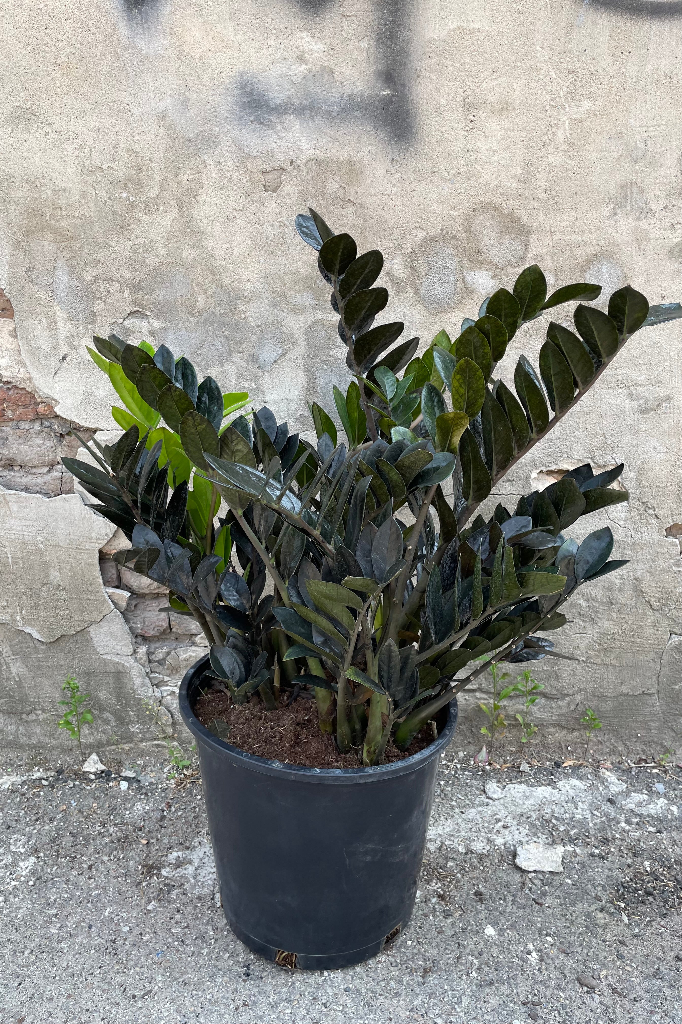 A full view of Zamioculcas zamiifolia 'Raven' 14" in gallon pot against concrete backdrop