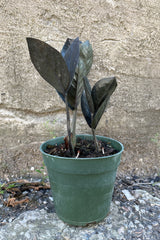 Zamioculcas 'Raven' in a 4" growers pot against a concrete wall.