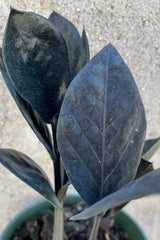 The black thick leaves of the Zamioculcas 'Raven' up close.