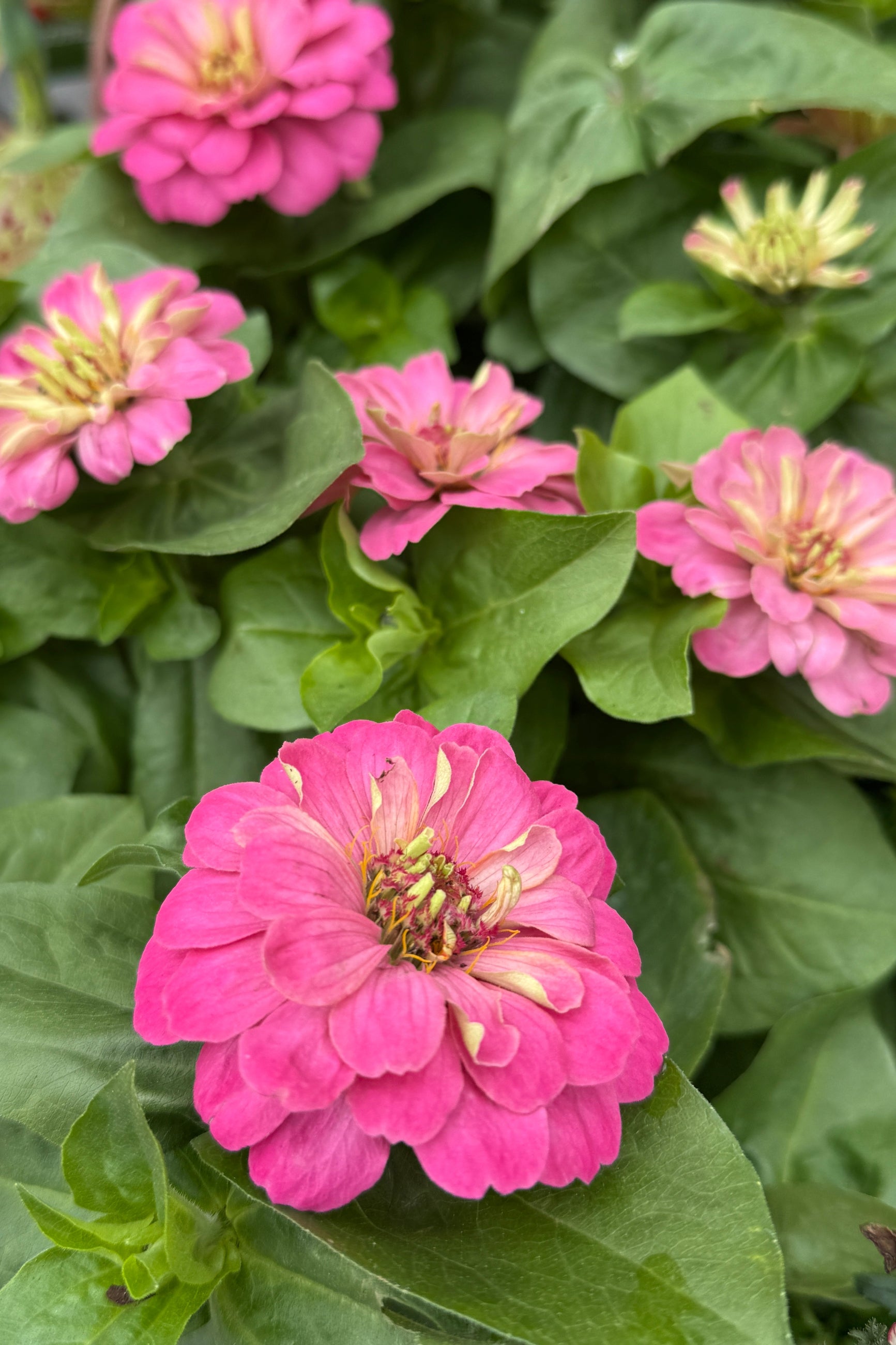 Zinnia 'Zesty Pink' hot pink flowers in May up close ©Sprout Home