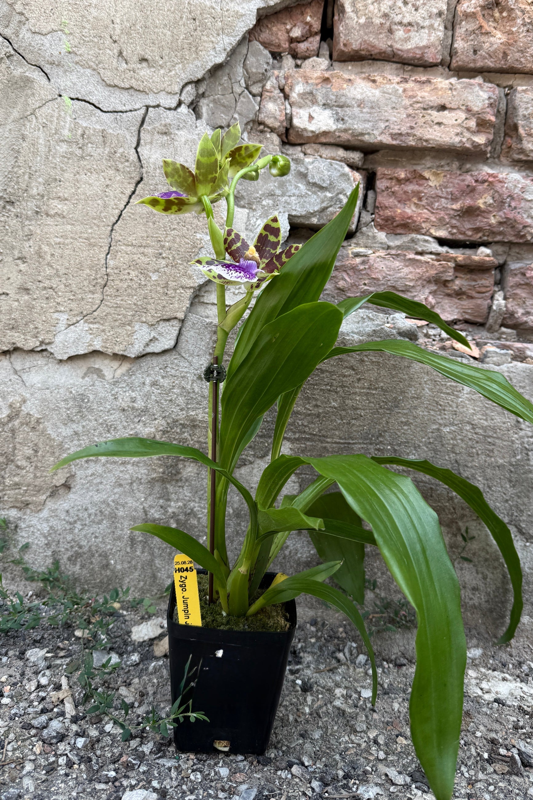 Zygopetalum orchid 'Jumpin Jack' with green leaves and a purple-and-yellow flower, growing in a black nursery pot against a rustic stone wall. ©Sprout Home
