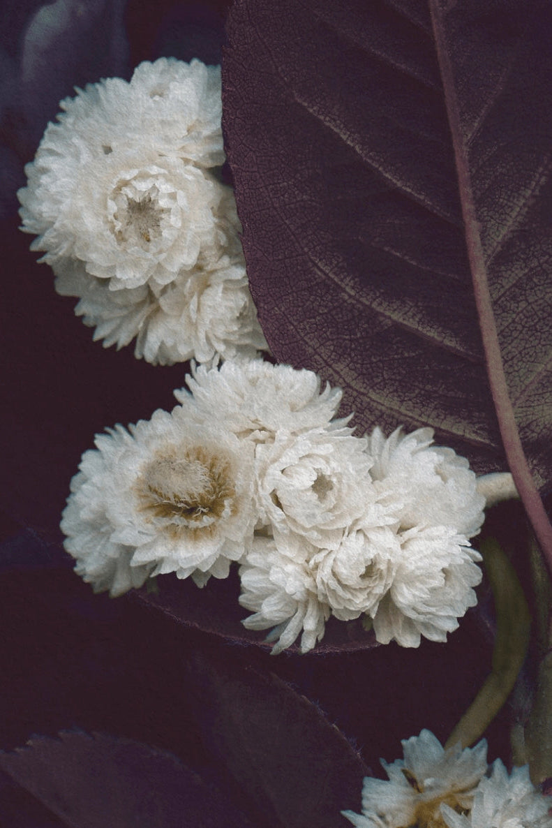 Close-up of white flowers with dark leaves  ©Raoul & Simone