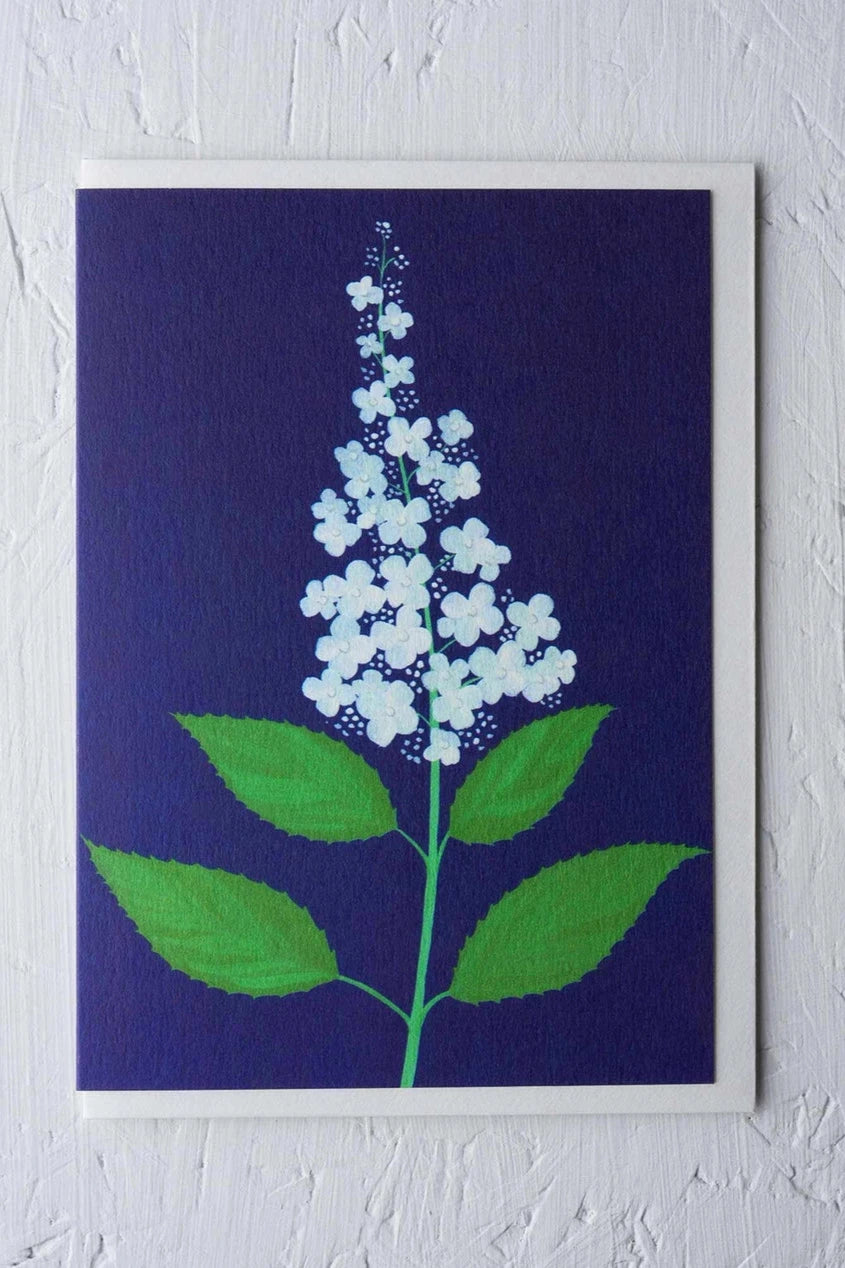 Wisley Hydrangea card by Stengun Drawings viewed from the front at eye level with the white hydrangea flowered branch on dark blue. 