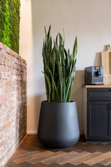 Pax Pot Fiberstone Black with a Sansevieria plant inside in in a room with wood floors and a brick wall on the one side. By Pottery Pots