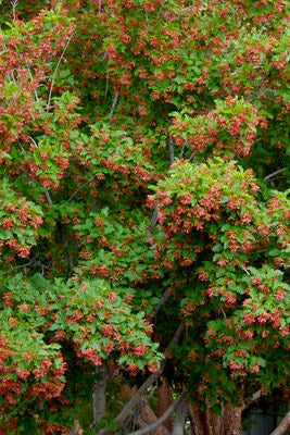 Acer t. 'Hot Wings' mature Tree w/ red seeds and green leaves in a natural setting ©Bailey Nurseries
