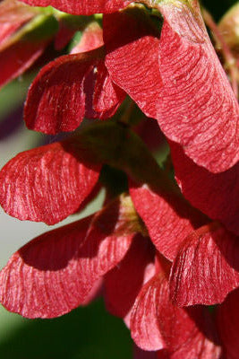 Close-up of Acer t. 'Hot Wings' maple seeds with green leaves in the background ©Bailey Nurseries